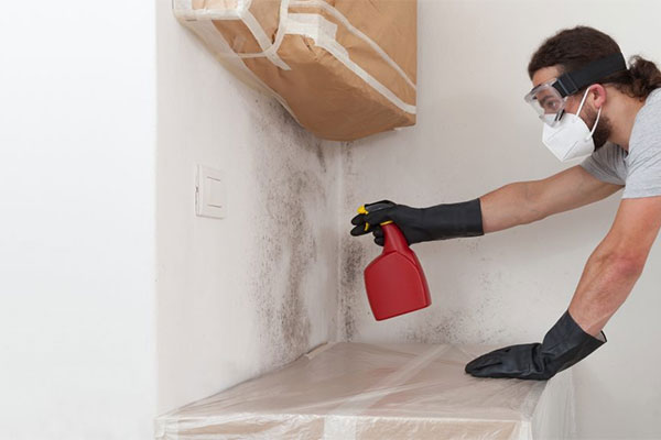Expert Mold Removal and Restoration Solutions Expert Mold Removal and Restoration Solutions
