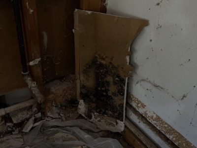 Professional Water Damage Restoration and Mold Removal