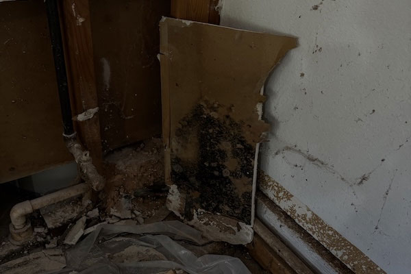 Professional Water Damage Restoration and Mold Removal