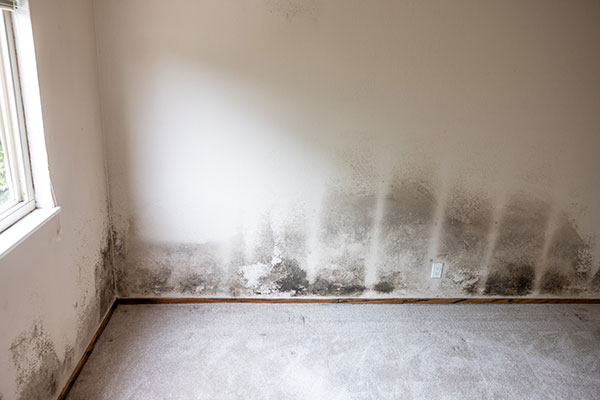 Residential Mold Removal and Restoration Services